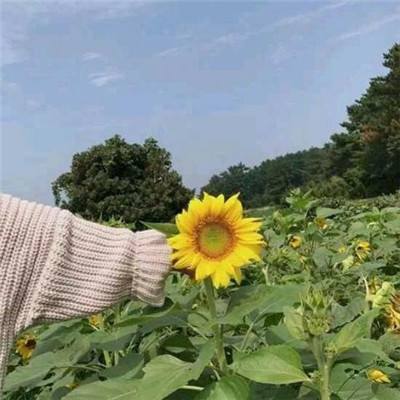 辛川工具箱app下载